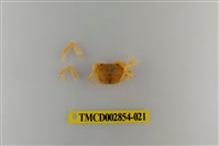 藏品(細足澤蟹)的圖片